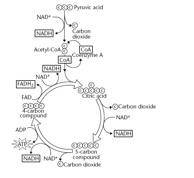 Glycolysis And Krebs Cycle Diagram Krebs Cycle Biology Units