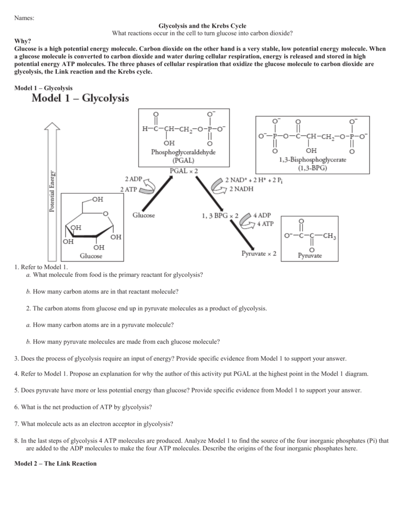 Glycolysis And The Krebs