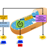 Glycolysis Krebs Cycle Electron Transport Chain Electron Transport