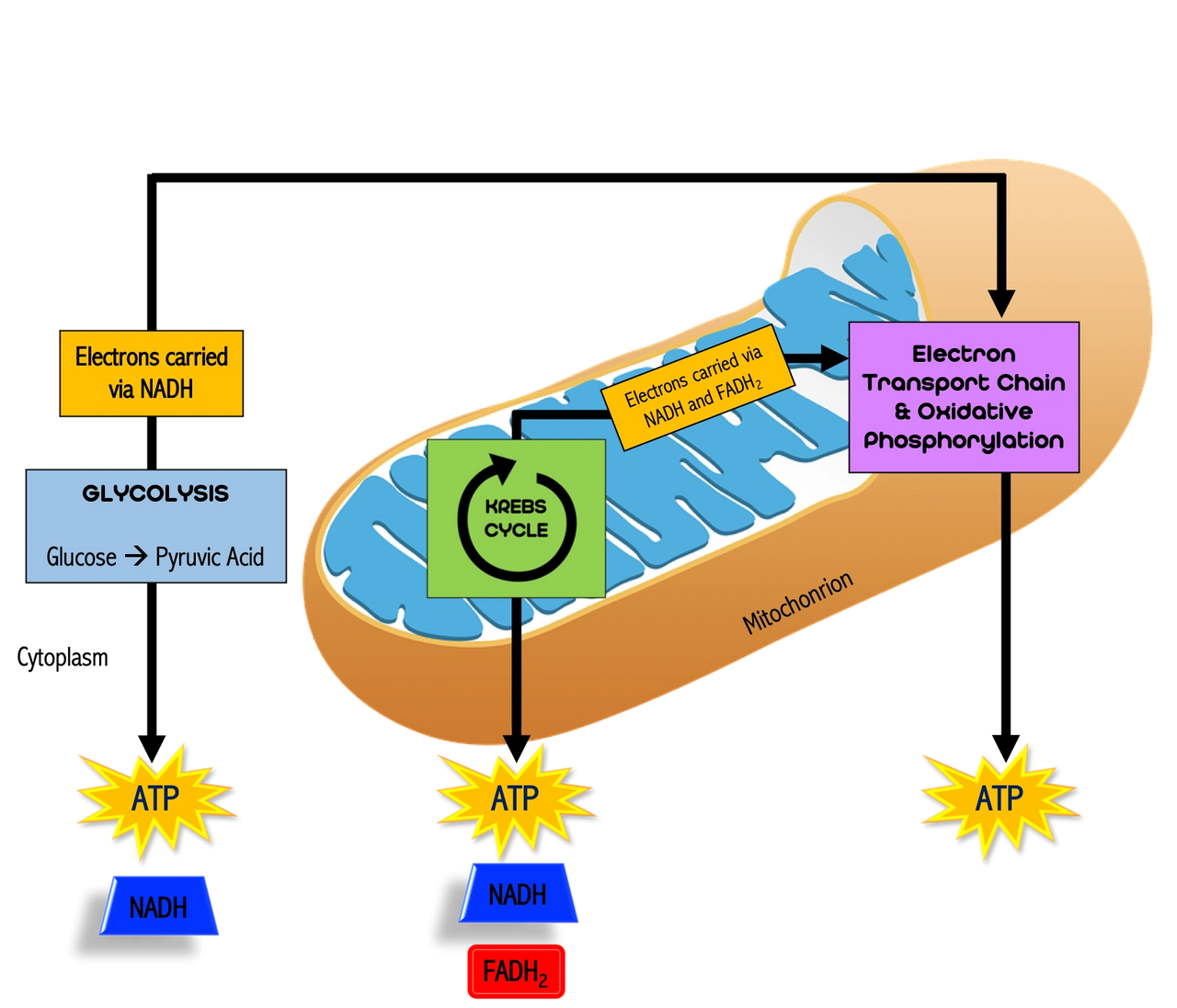 Glycolysis Krebs Cycle Electron Transport Chain Electron Transport