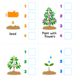Grade 1 Plants Worksheets K5 Learning Plant Life Cycle Worksheet K5
