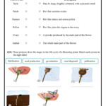 Grade 3 Science Worksheet Grade 3 Science Worksheet Francie Napoleon