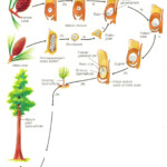 Gymnosperm Life Cycle Biology Plants Gymnosperm Plant Science