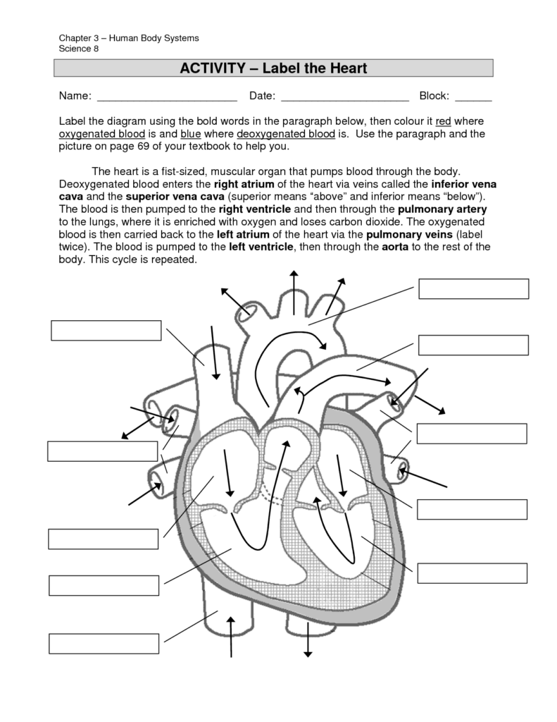 Heart Labeling Worksheet Davezan Structure Of The Heart Worksheet 