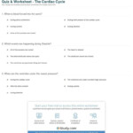 Heart Valves And The Cardiac Cycle Worksheet Answers Db excel