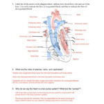 Heart Valves And The Cardiac Cycle Worksheet Answers Db excel