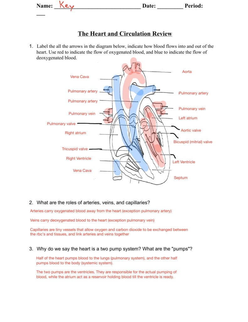 Heart Valves And The Cardiac Cycle Worksheet Answers Db excel