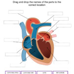 Heart Worksheet