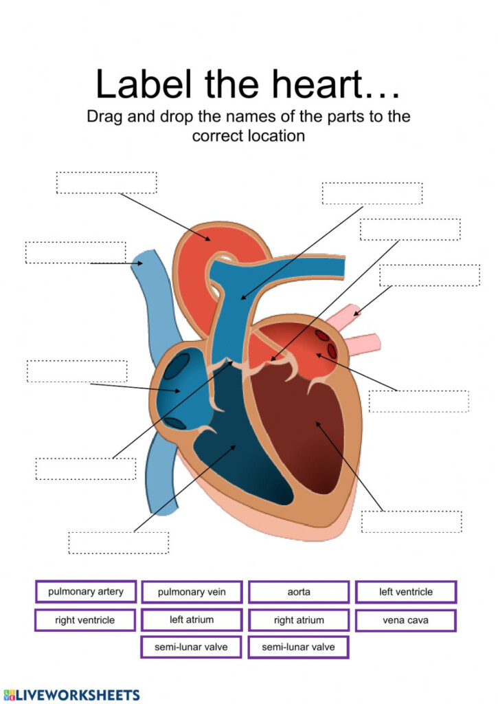 Heart Worksheet