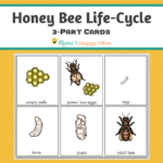 Honey Bee Life Cycle 3 Part Cards Honey Bee Life Cycle Bee Life