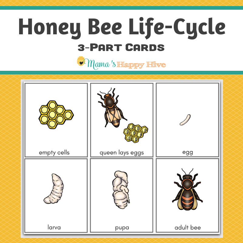 Honey Bee Life Cycle 3 Part Cards Honey Bee Life Cycle Bee Life 