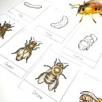 Honey Bee Life Cycle Worksheets