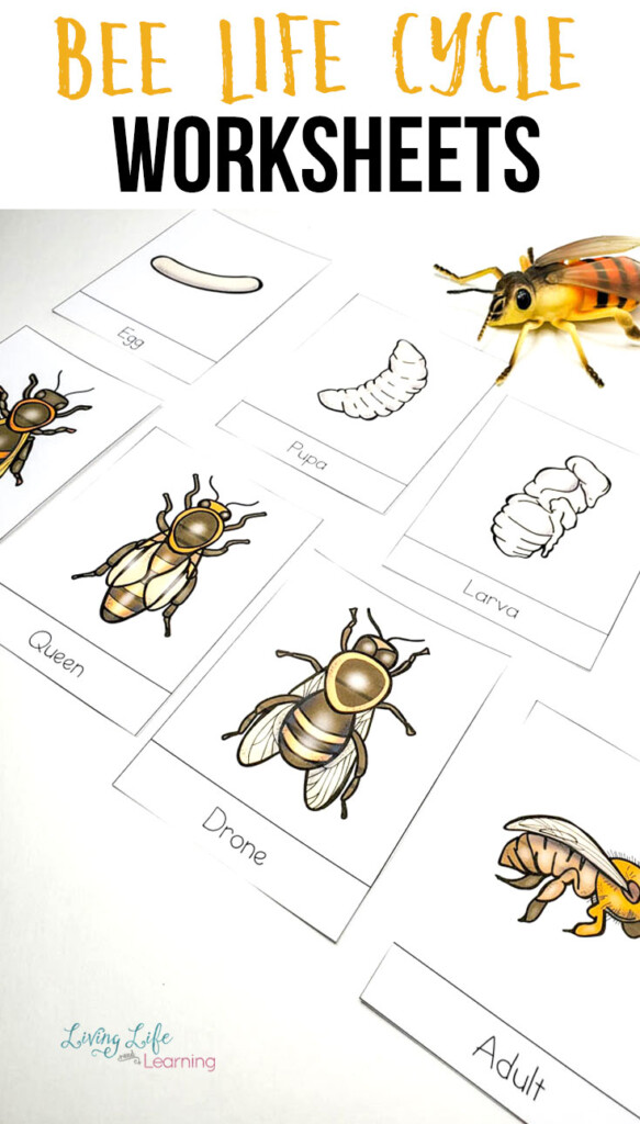 Honey Bee Life Cycle Worksheets