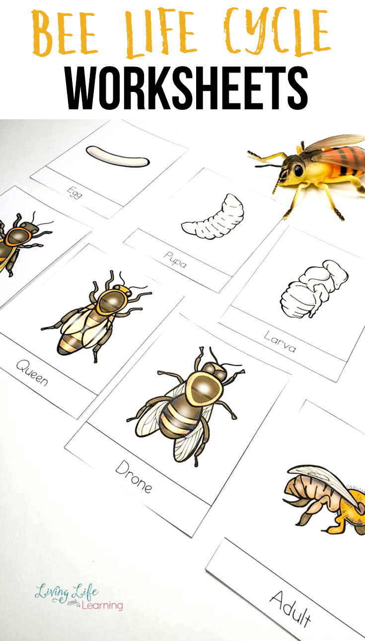 Honey Bee Life Cycle Worksheets