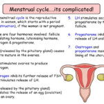 Hormonal Coordination Including The Role Of Negative Feedback GCSE