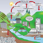 How Do Humans Effect The Water Cycle Example