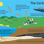 How Does Cellular Respiration Affect The Carbon Cycle Socratic