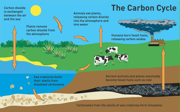 How Does Cellular Respiration Affect The Carbon Cycle Socratic