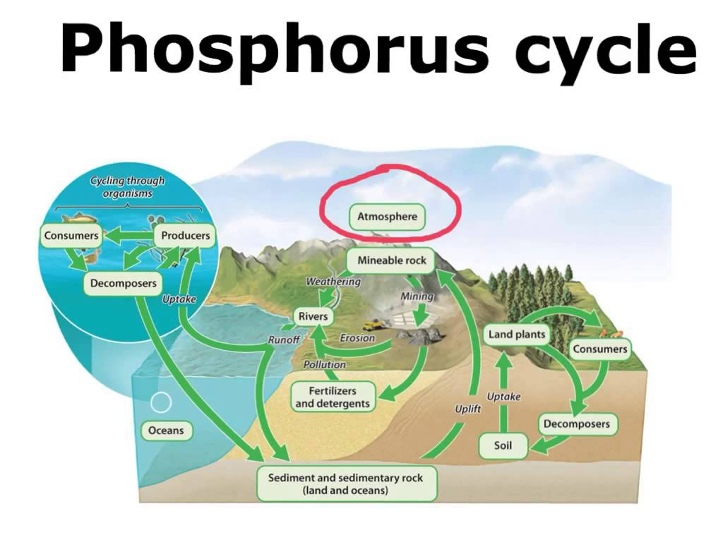 How Does The Phosphorus Cycle Differ From Other Biogeochemical Cycles 