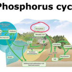 How Does The Phosphorus Cycle Differ From Other Biogeochemical Cycles