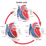 Human Circulatory System Forensics Digest