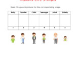 Human Life Cycle For Kids Worksheet Kamberlawgroup