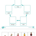 Human Life Cycle Worksheet Human Life Cycle Life Cycles Activities