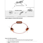 Insects And Cockroach Life Cycle Worksheet