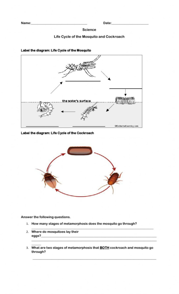 Insects And Cockroach Life Cycle Worksheet