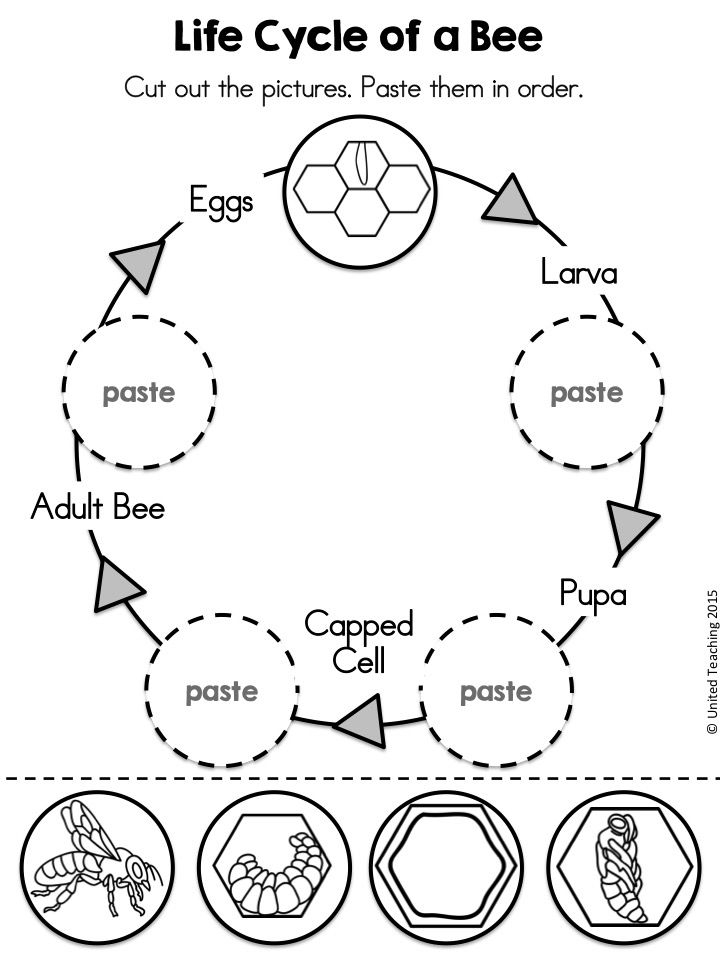 Insects No Prep Activities Distance Learning Bee Activities Bee