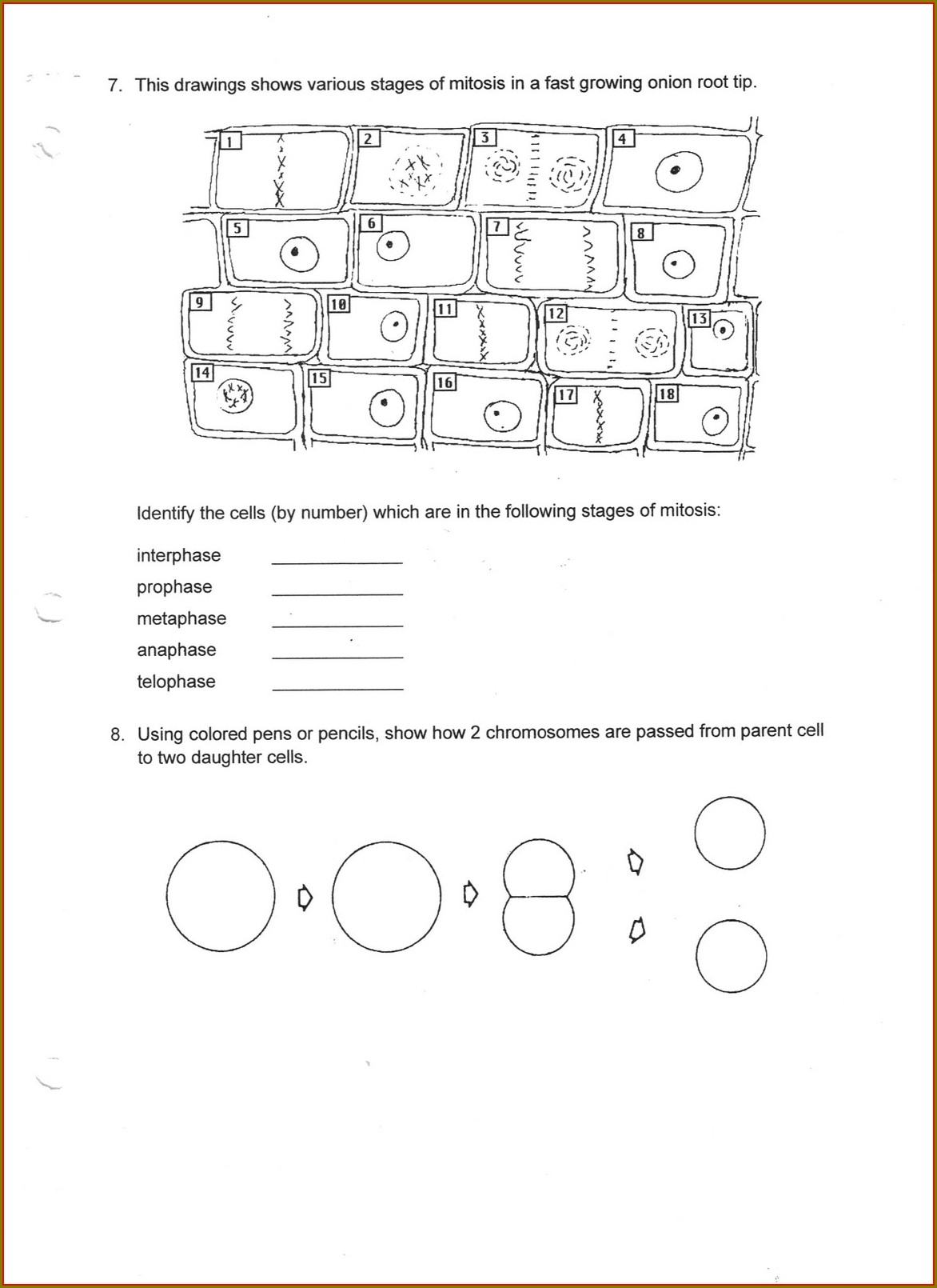 Key Cell Cycle Labeling Worksheet Worksheet Resume Examples