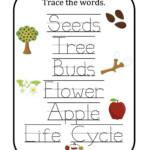 Kindergarten Worksheets Apple Life Cycle Kindergarten Worksheets