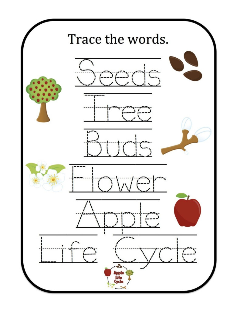 Kindergarten Worksheets Apple Life Cycle Kindergarten Worksheets 