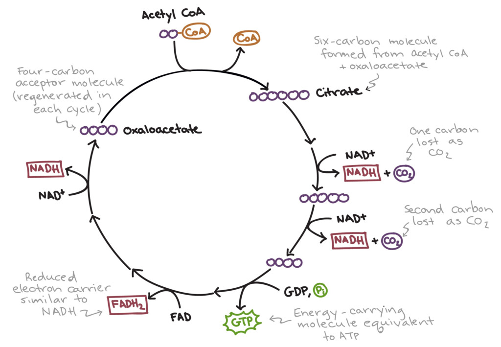 Krebs Cycle Diagrams 101 Diagrams