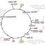 Krebs Cycle Diagrams 101 Diagrams