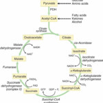 Krebs Cycle TCA Cycle Mnemonic Simplified Biology