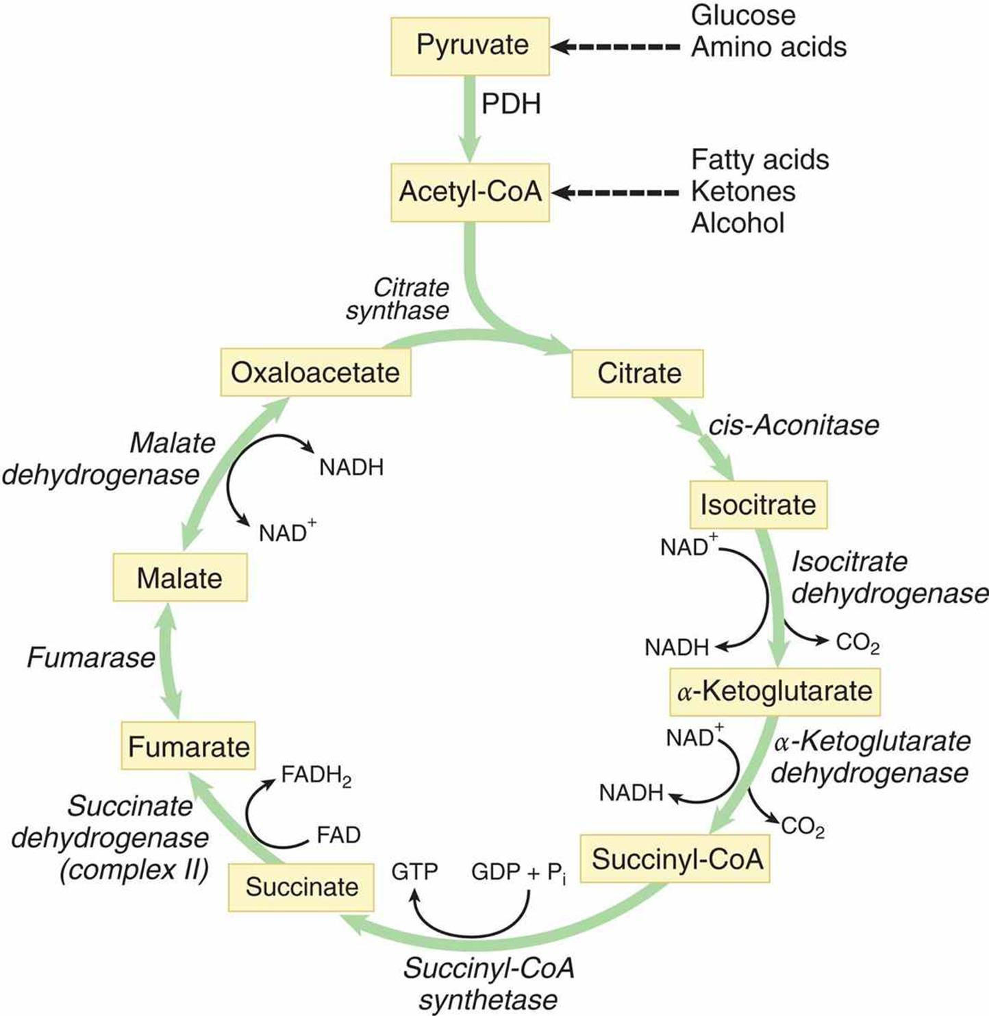 Krebs Cycle TCA Cycle Mnemonic Simplified Biology