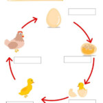 Label The Life Cycle Of The Chicken Chicken Life Cycle Life Cycles