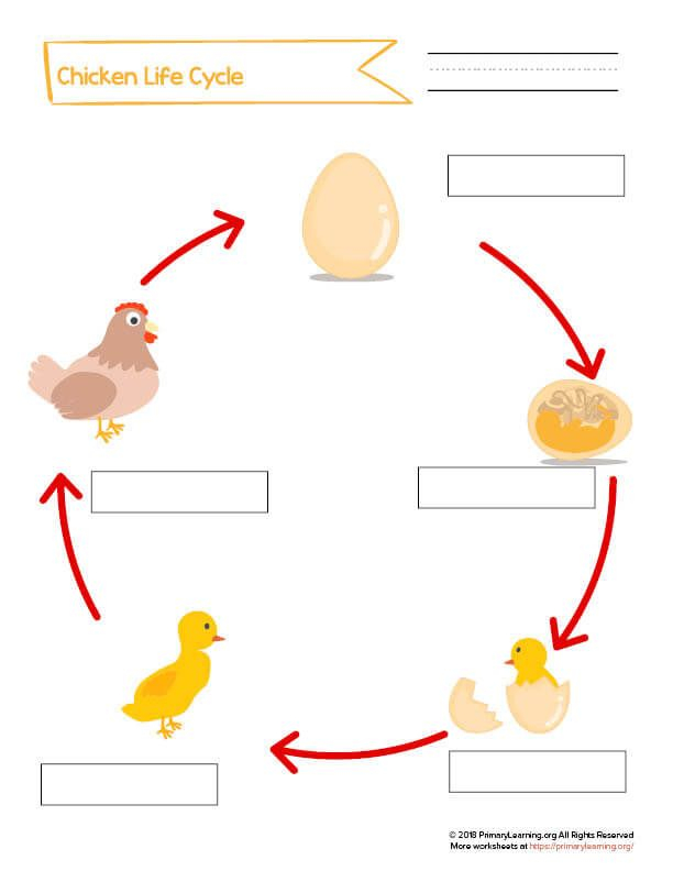 Label The Life Cycle Of The Chicken Chicken Life Cycle Life Cycles Life Cycle Worksheet