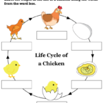 Labeling Stages In The Life Cycle Of A Chicken Worksheet