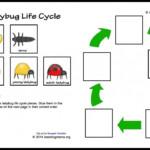 Ladybug Life Cycle Printables Activities Ladybug Life Cycle Life