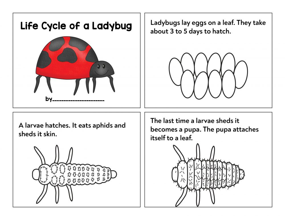 Ladybug Life Cycle Worksheets And Activities Natural Beach Living