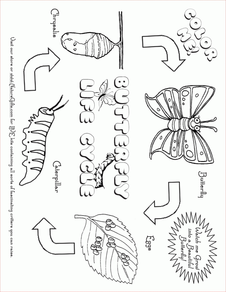 Large Selection Of FREE Butterfly Coloring Pages From TheButterflySite 