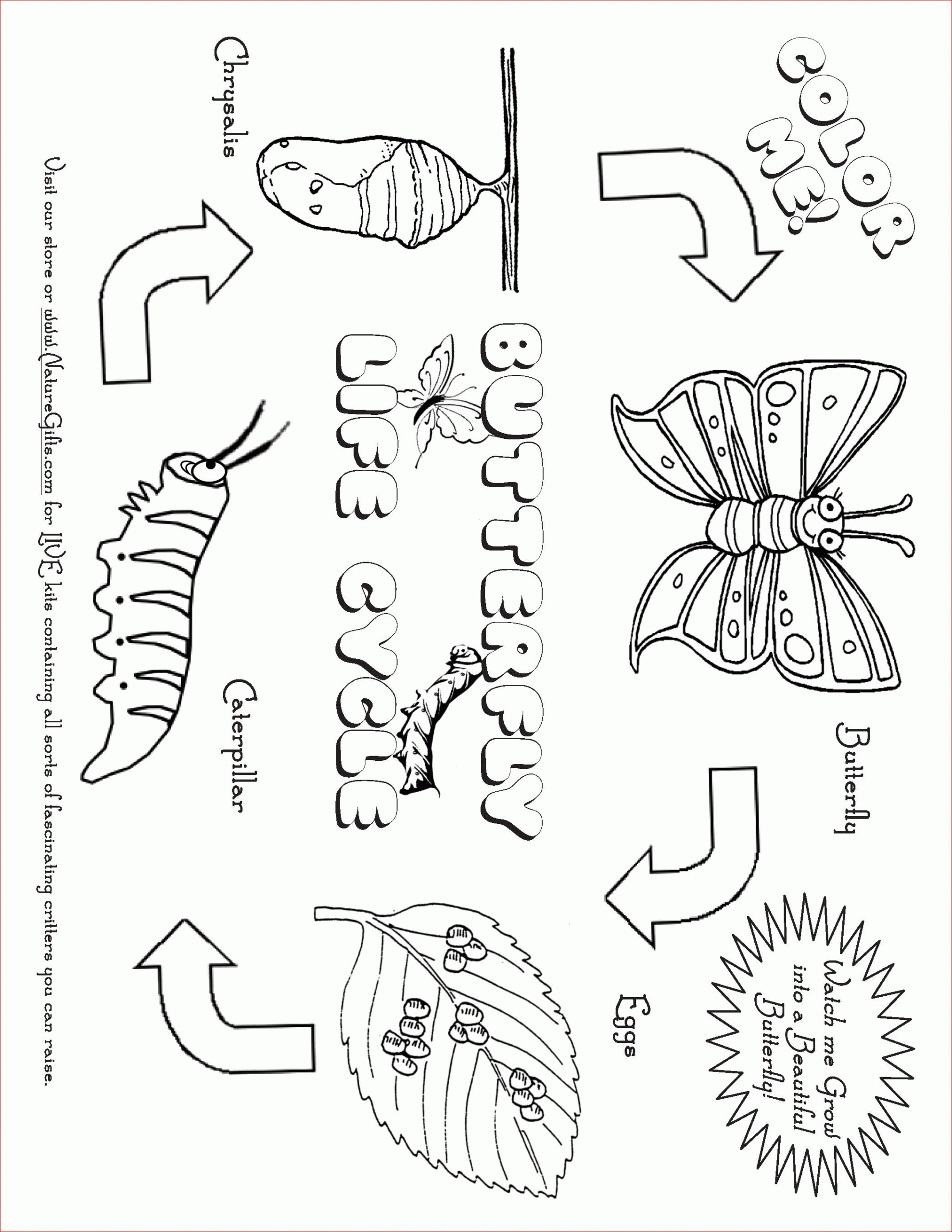 Large Selection Of FREE Butterfly Coloring Pages From TheButterflySite