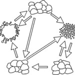 Lesson The Rock Cycle BetterLesson