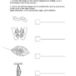 Life Cycle Butterfly Stages Genius777 PRINTABLES