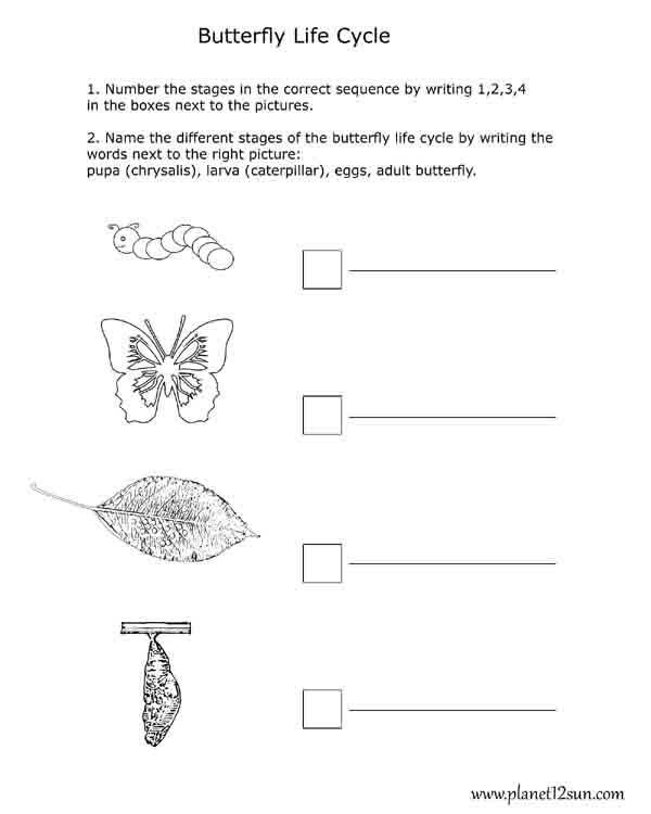 Life Cycle Butterfly Stages Genius777 PRINTABLES