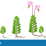 Life Cycle Cranberry Plant Stock Illustrations 4 Life Cycle Cranberry