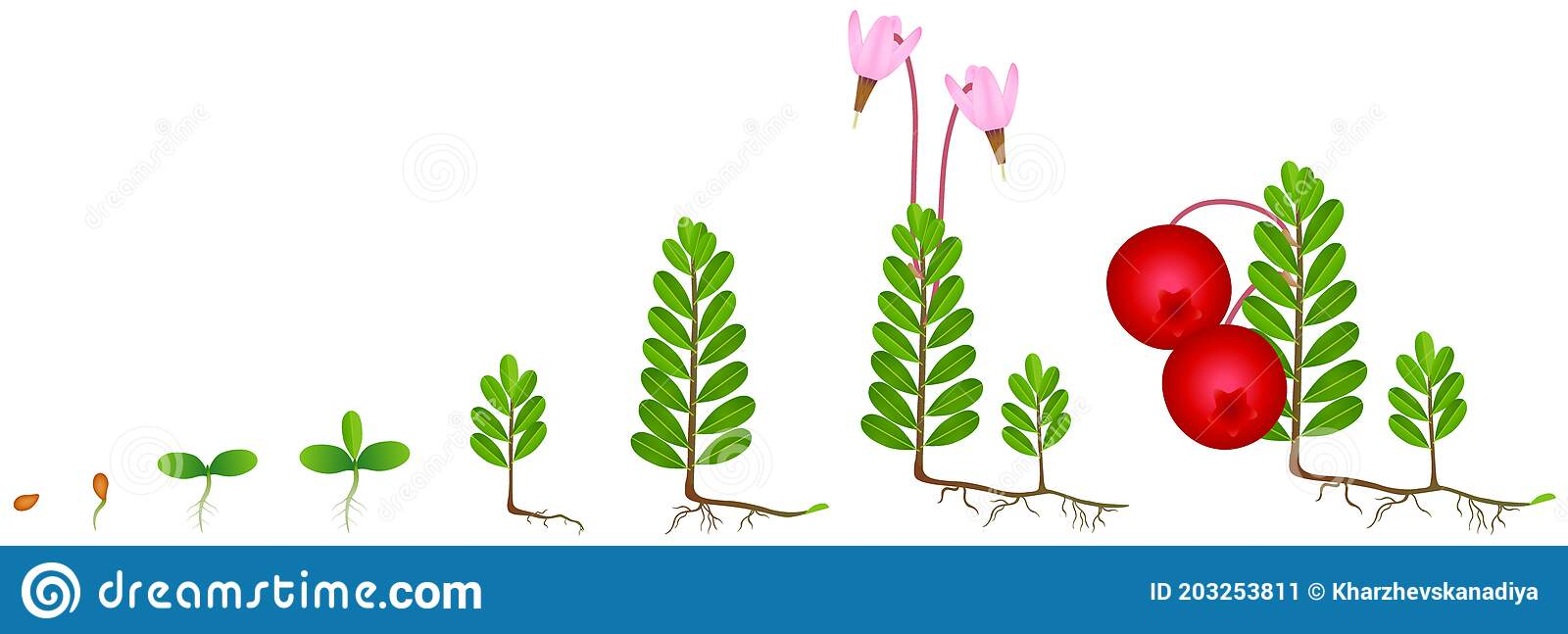 Life Cycle Cranberry Plant Stock Illustrations 4 Life Cycle Cranberry 