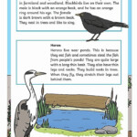 Life Cycle Of A Bird Ks2 Evelina Partin